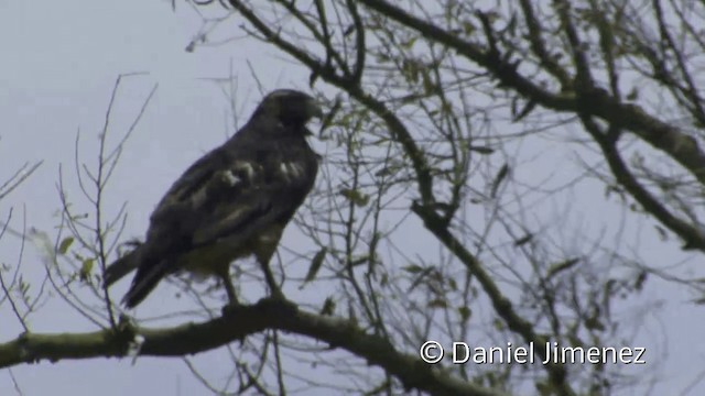 Rotrückenbussard (polyosoma) - ML201952281