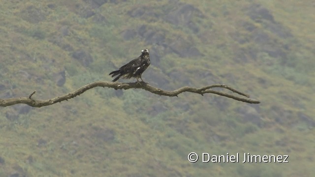 Rotrückenbussard (polyosoma) - ML201952291