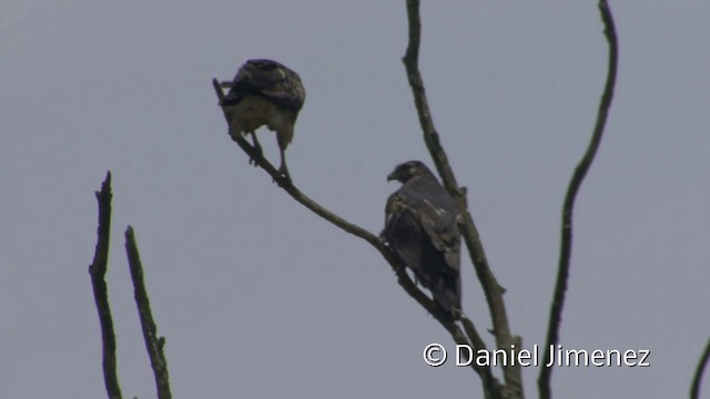 Wüstenbussard (harrisi) - ML201952301