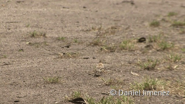 Chestnut-throated Seedeater - ML201952311