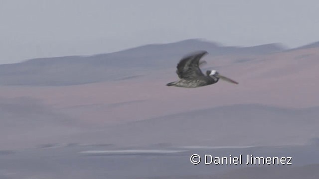 Peruvian Pelican - ML201952441
