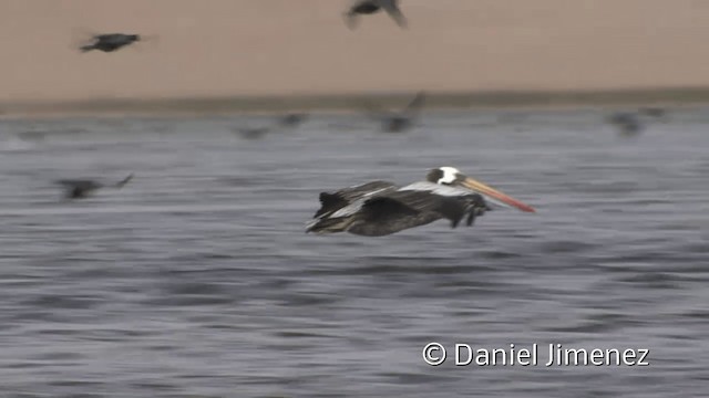 Peruvian Pelican - ML201952491