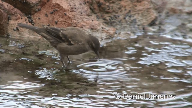 アライソカマドドリ - ML201952531