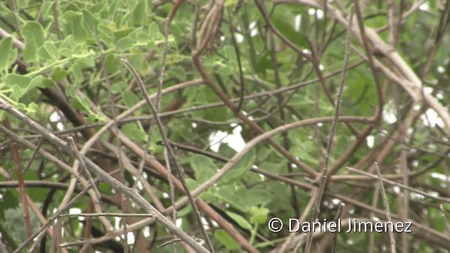 Necklaced Spinetail (La Libertad) - ML201952551