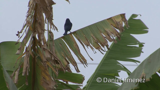 Scrub Blackbird - ML201952571