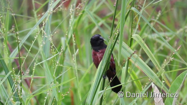 Chestnut-bellied Seed-Finch - ML201952611