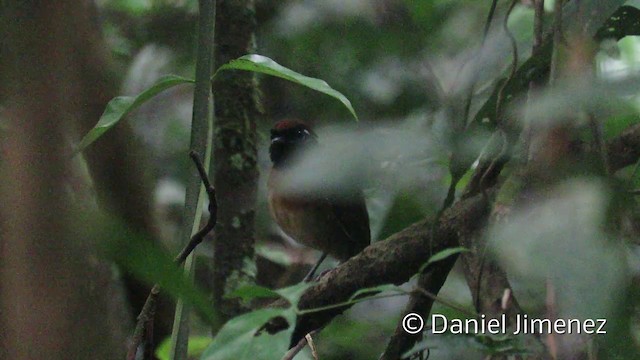 Chestnut-belted Gnateater - ML201952631