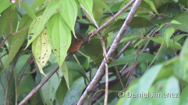 Dusky Antbird (tyrannina/crepera) - ML201952641