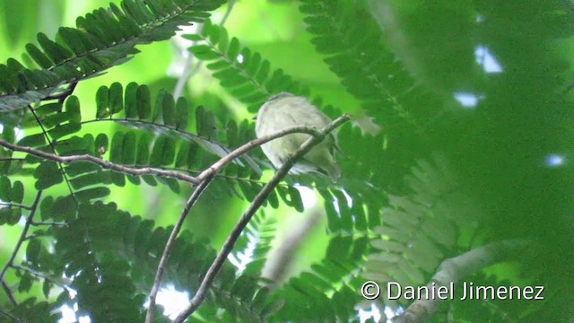 Dwarf Tyrant-Manakin - ML201952661