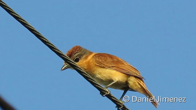 Chestnut-crowned Becard - ML201952671