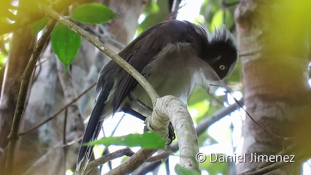 Azure-naped Jay (Azure-naped) - ML201952681