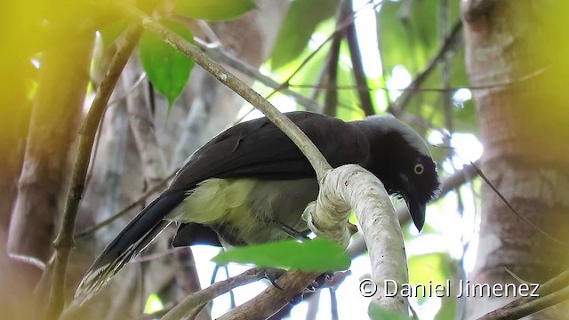 Azure-naped Jay (Azure-naped) - ML201952691