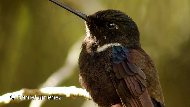 Blauschulterkolibri - ML201952731