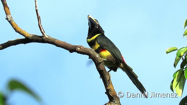 Many-banded Aracari - ML201952761