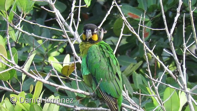 Orange-cheeked Parrot - ML201952841