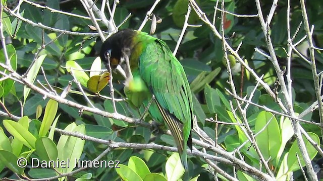 Orange-cheeked Parrot - ML201952851