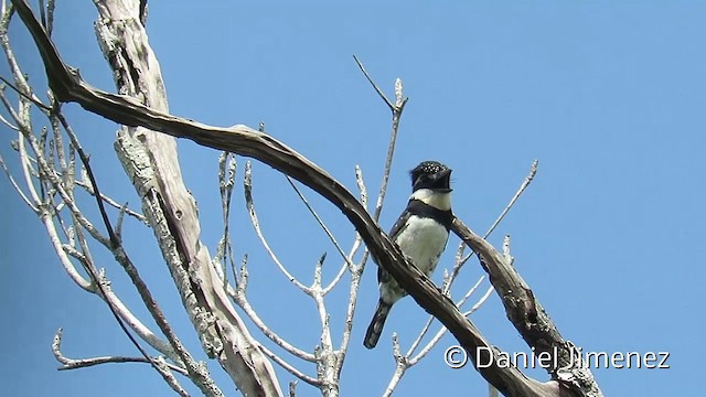 Pied Puffbird (Greater) - ML201952871