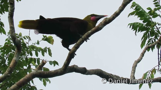 amazonoropendola (yuracares/neivae) - ML201952881
