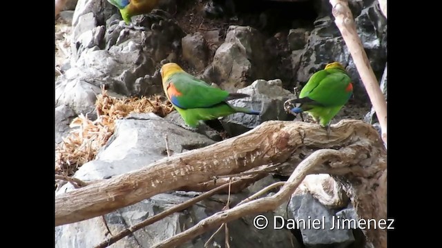 Rusty-faced Parrot - ML201952901