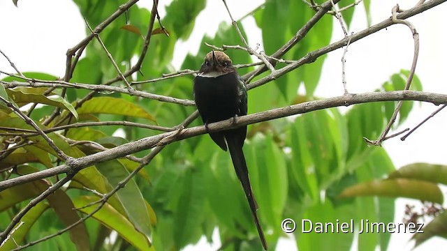 Jacamar à longue queue - ML201952931