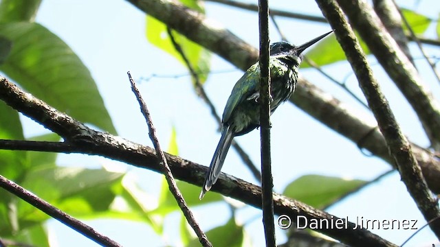 Jacamar à longue queue - ML201952961