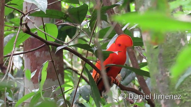 Guianan Cock-of-the-rock - ML201953001