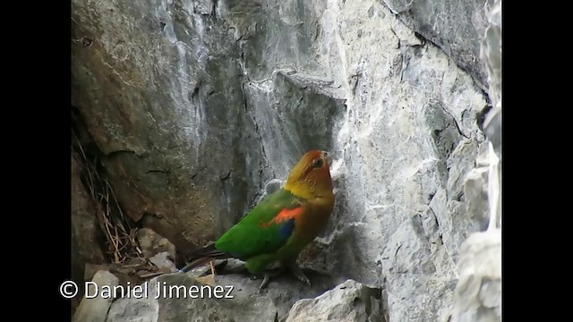 Rusty-faced Parrot - ML201953011