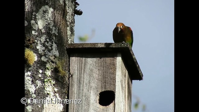 Lorito Amazonino - ML201953021