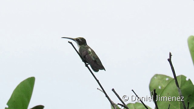 Black-throated Mango - ML201953051