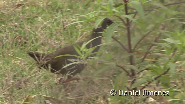 Plumbeous Rail - ML201953061