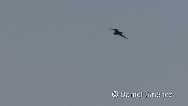 Magnificent Frigatebird - ML201953091