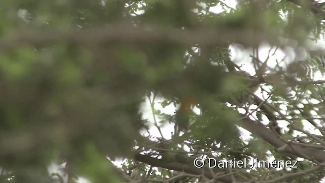 Chinchipe Spinetail - ML201953101