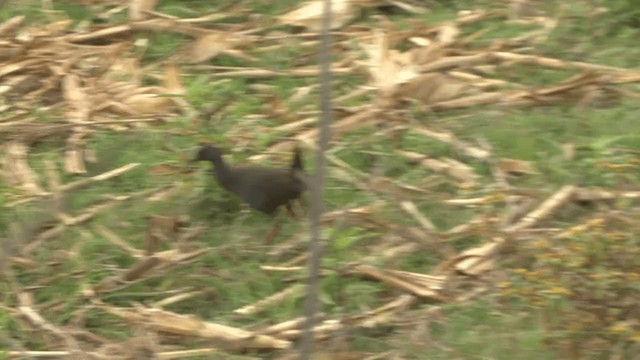 Plumbeous Rail - ML201953161