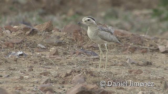 Peruvian Thick-knee - ML201953181