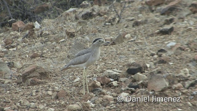 Peruvian Thick-knee - ML201953191