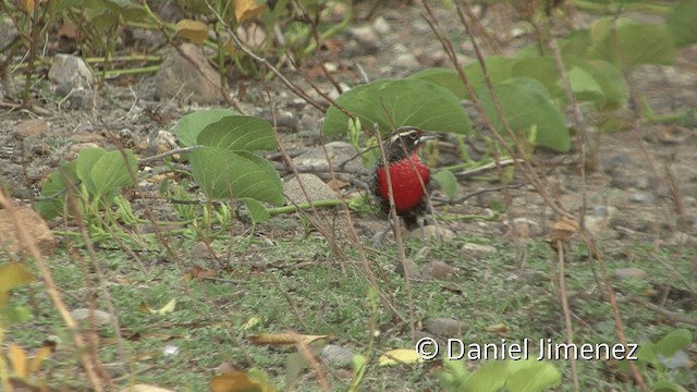 ペルームネアカマキバドリ - ML201953211