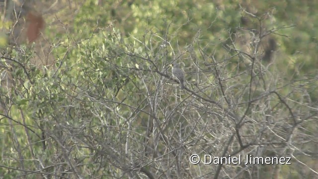 Cinereous Finch - ML201953271