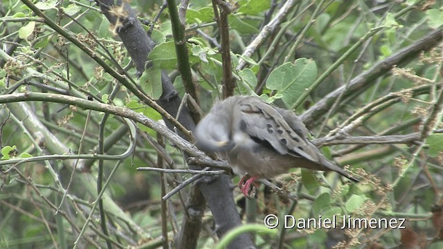 Croaking Ground Dove - ML201953311