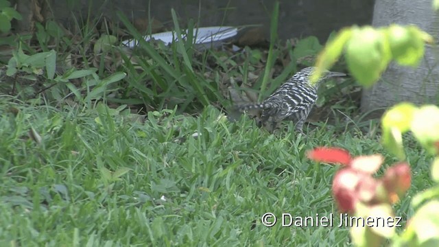 Fasciated Wren - ML201953331