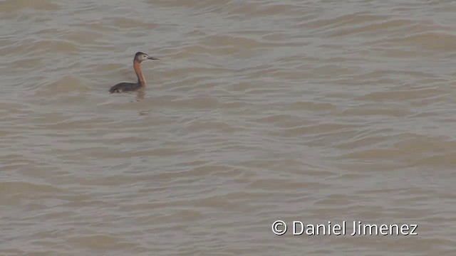 Great Grebe - ML201953351