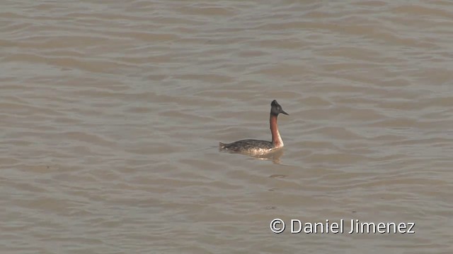 Great Grebe - ML201953361