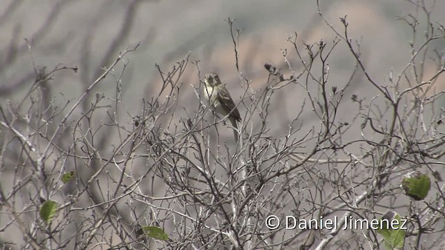 Parrot-billed Seedeater - ML201953421