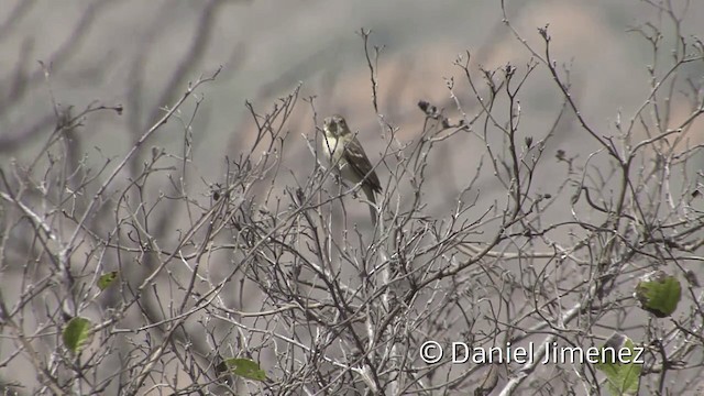 Parrot-billed Seedeater - ML201953421