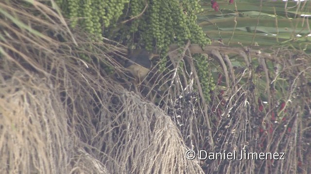 Plumbeous-backed Thrush - ML201953461