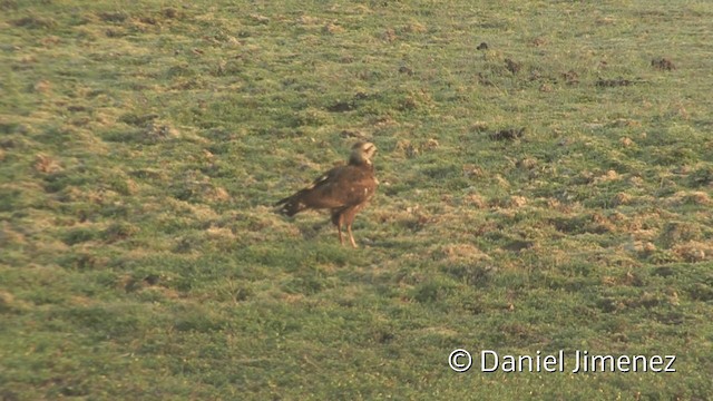 Savannenbussard - ML201953511