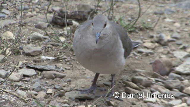 White-tipped Dove (decolor) - ML201953661