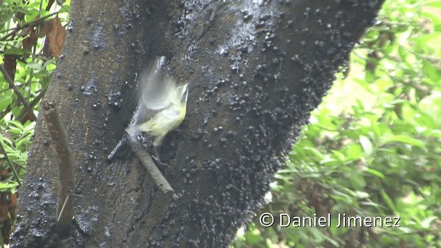 Bananaquit (Continental) - ML201953731