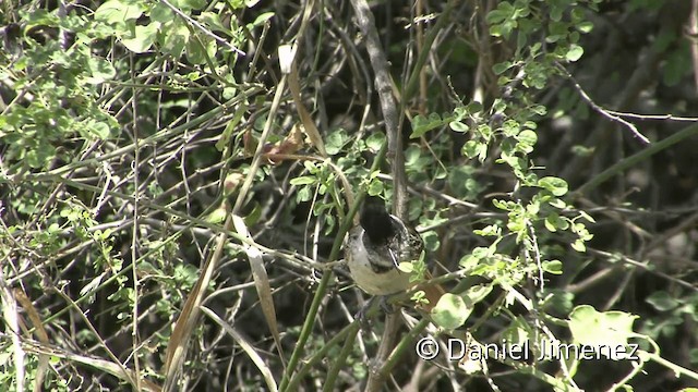 Collared Antshrike (Collared) - ML201953751