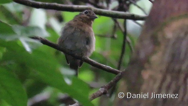 ムネアカアマドリ - ML201953791