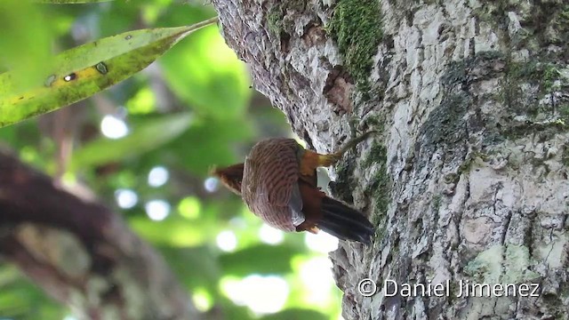 Waved Woodpecker (Scale-breasted) - ML201953801